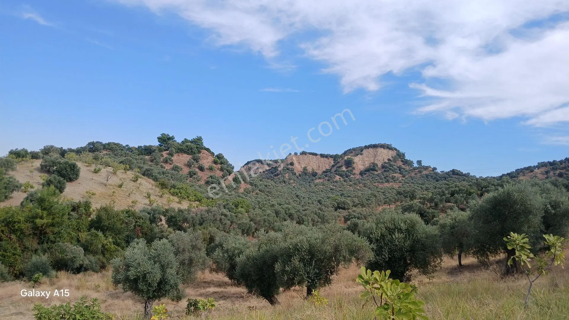 Germencik Hıdırbeyli'de 2.314 Metre Kare Muhteşem Zeytinlik — fotoğraf 2
