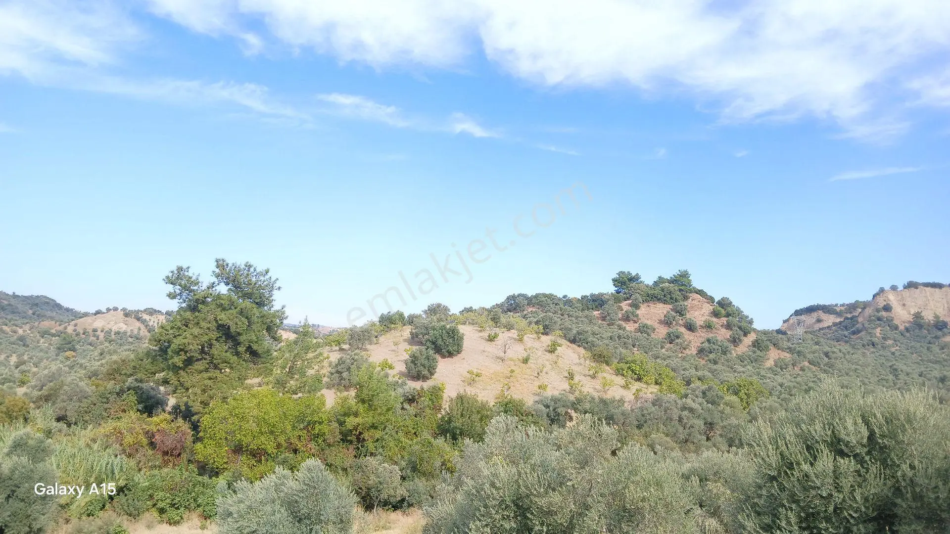 Germencik Hıdırbeyli'de 2.314 Metre Kare Muhteşem Zeytinlik — fotoğraf 3