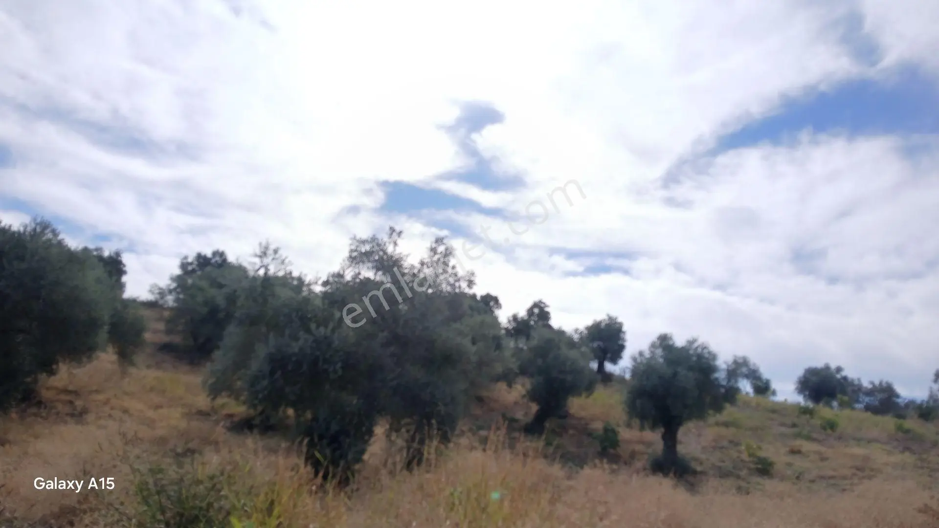 Germencik Hıdırbeyli'de 2.314 Metre Kare Muhteşem Zeytinlik — fotoğraf 5