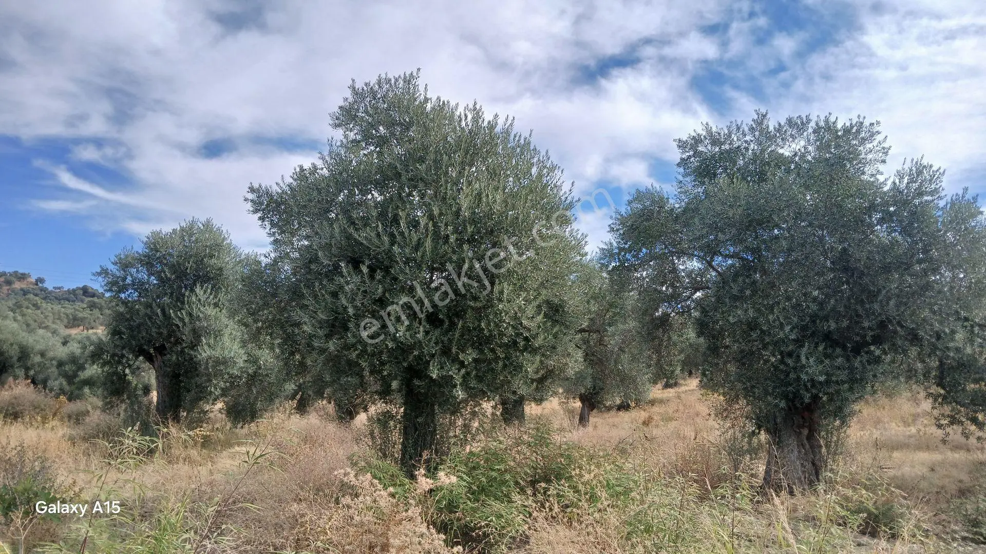 Germencik Hıdırbeyli'de 2.314 Metre Kare Muhteşem Zeytinlik — fotoğraf 6