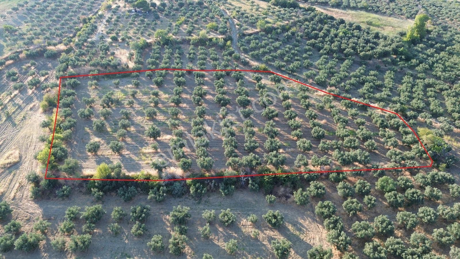 Kaya Emlak'Dan Şarköy Mürefte'De Deniz Manz. Satılık Zeytinlik
