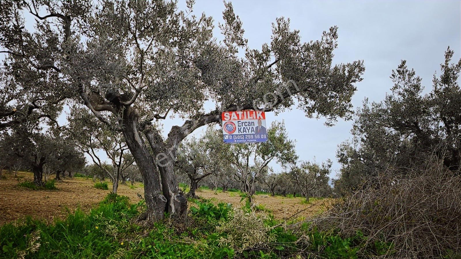 Kaya Emlak'dan Şarköy Mürefte'de Deniz Manz. Satılık Zeytinlik — fotoğraf 10