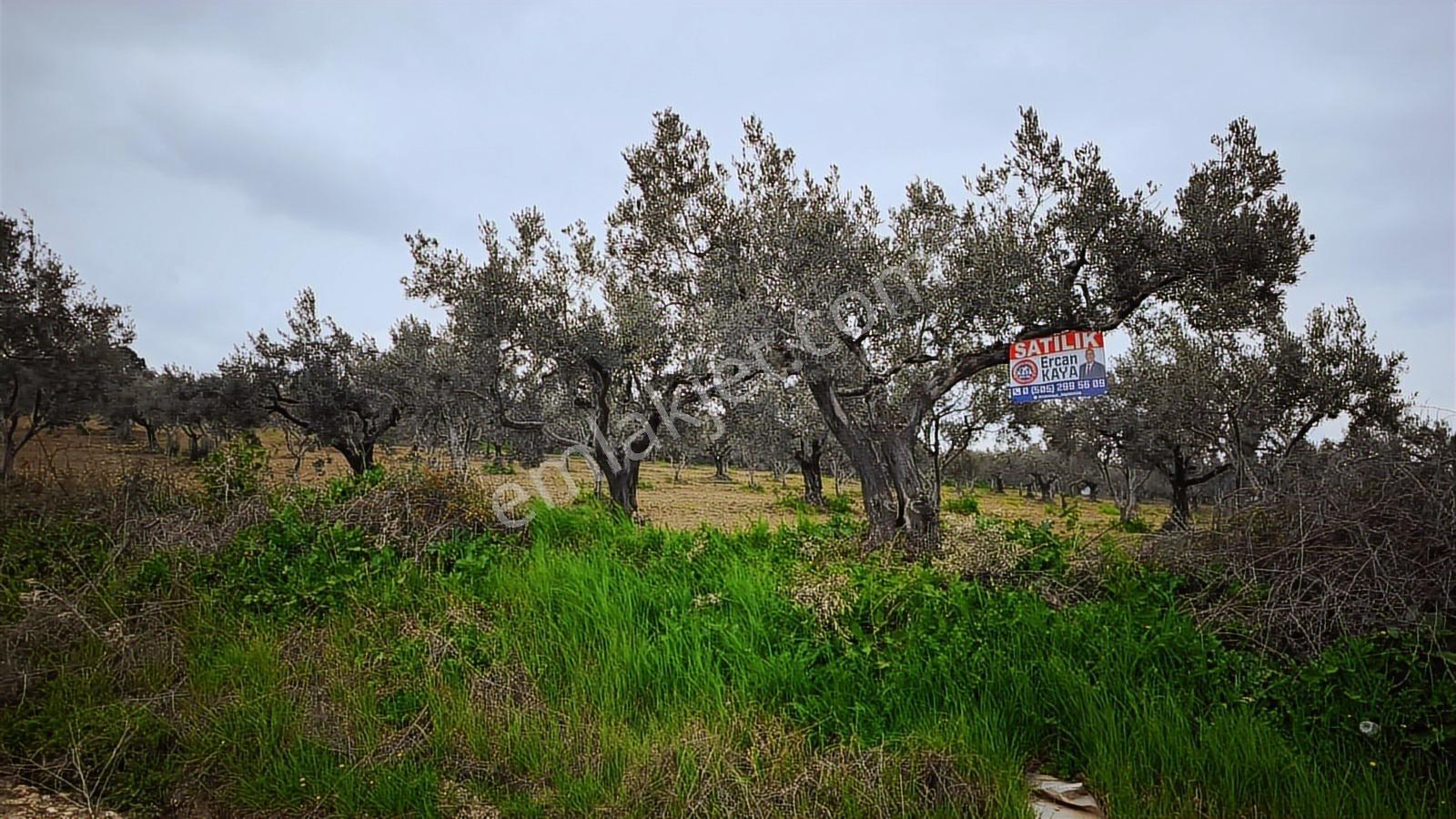 Kaya Emlak'dan Şarköy Mürefte'de Deniz Manz. Satılık Zeytinlik — fotoğraf 11