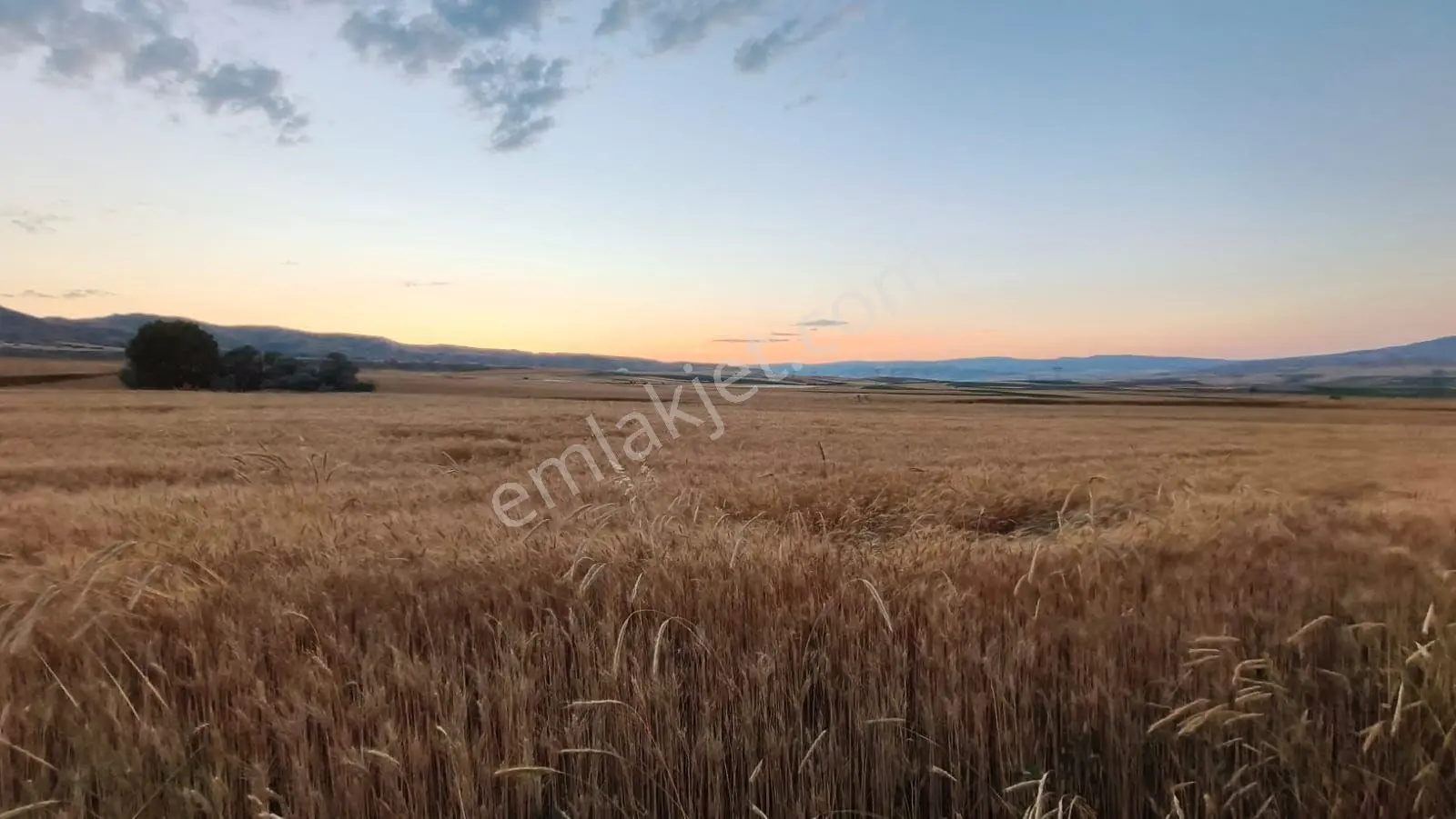 Temelli Bacı Mahallesinde 475 M2 Satılık Yatırımlık Tarla Hissesi — fotoğraf 6
