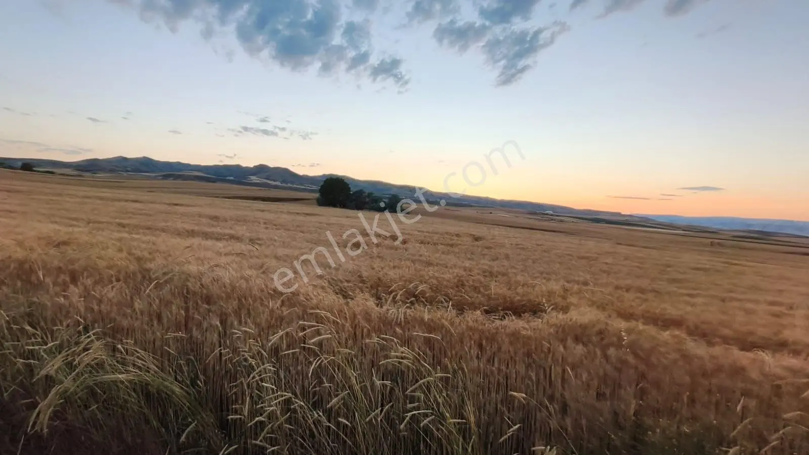 Temelli Bacı Mahallesinde 475 M2 Satılık Yatırımlık Tarla Hissesi — fotoğraf 10