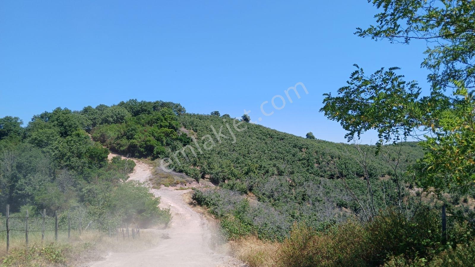 Karasu Ardıçbeli Mahallesi'Nde İki Parsel Toplam 10892 M2