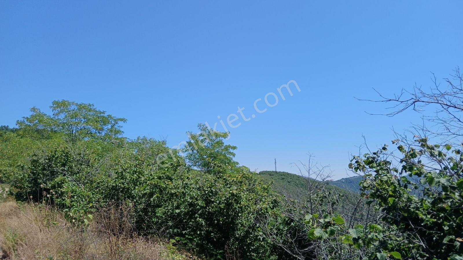Karasu Ardıçbeli Mahallesi'nde İki Parsel Toplam 10892 M2 — fotoğraf 2