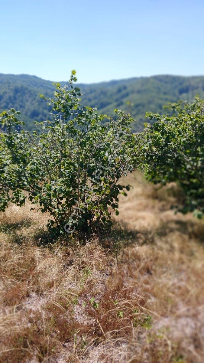 Karasu Ardıçbeli Mahallesi'nde İki Parsel Toplam 10892 M2 — fotoğraf 3