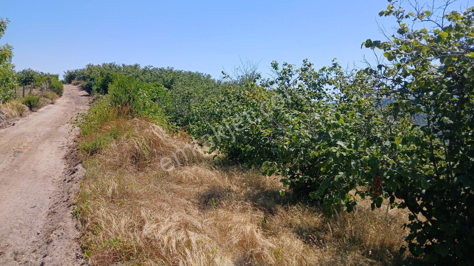 Karasu Ardıçbeli Mahallesi'nde İki Parsel Toplam 10892 M2 — fotoğraf 4