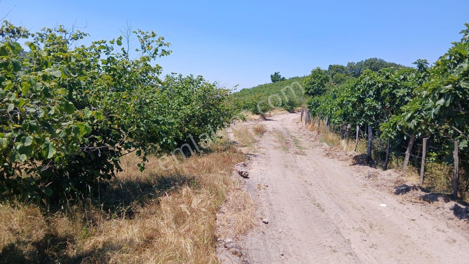 Karasu Ardıçbeli Mahallesi'nde İki Parsel Toplam 10892 M2 — fotoğraf 5