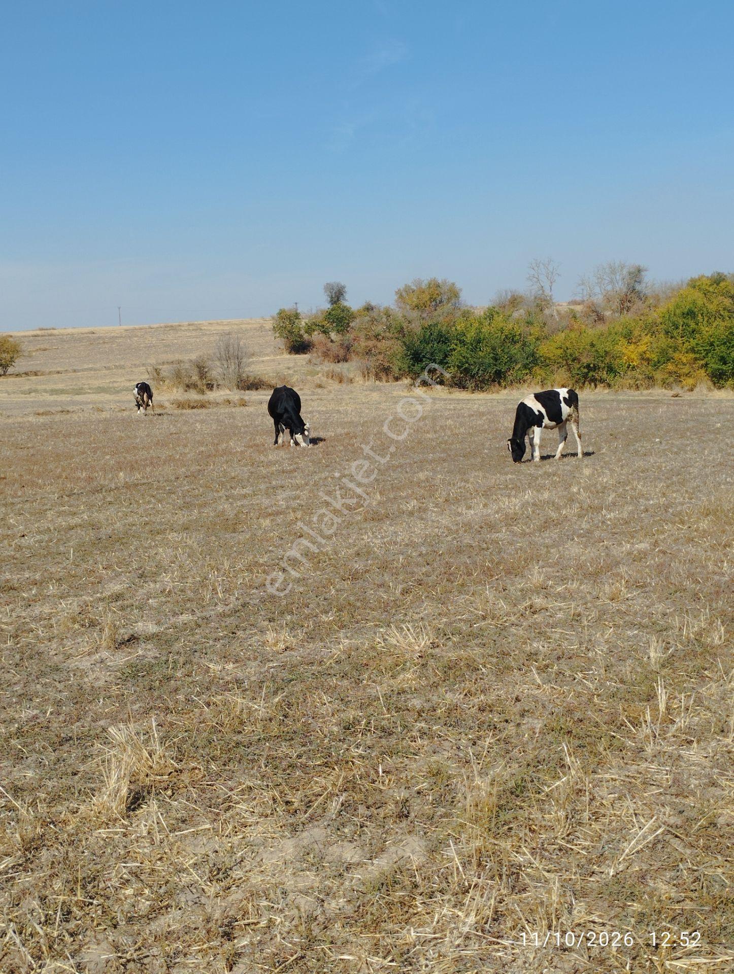 Sevgi Emlaktan Satılık Tarla — fotoğraf 7
