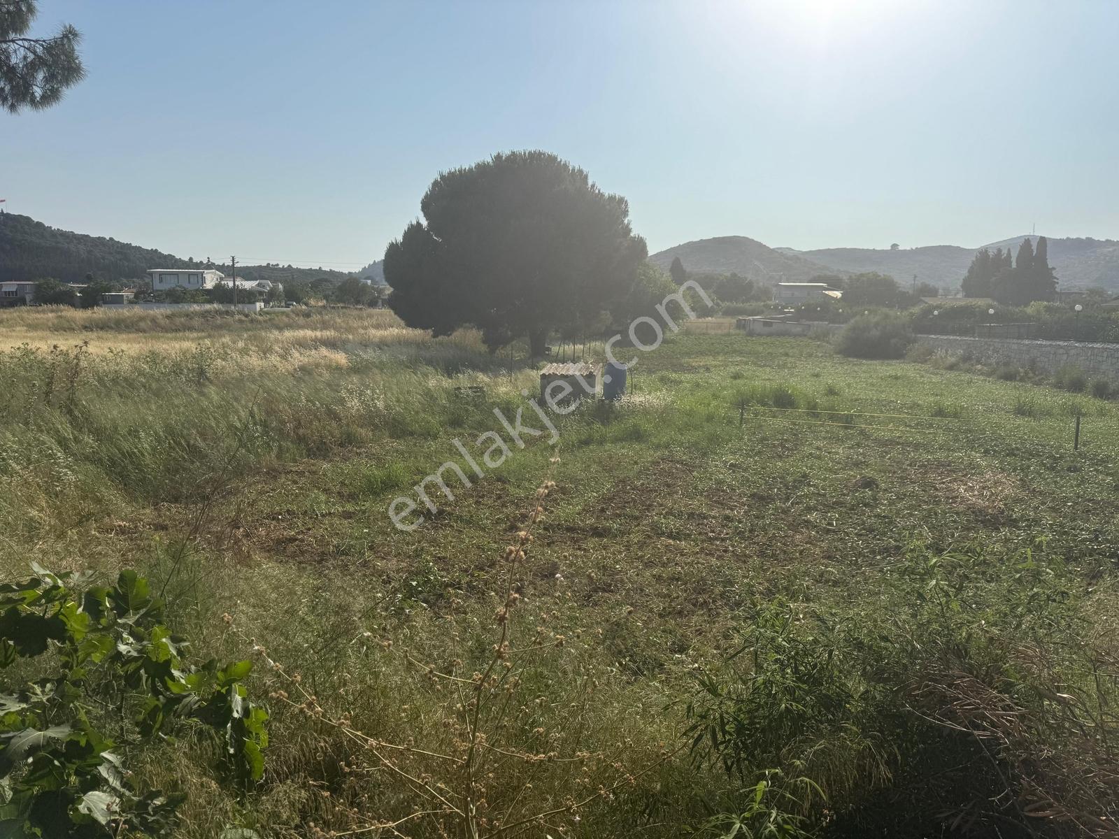 Urla İskele Ağaçlı Yolda Satılık Tarla — fotoğraf 3