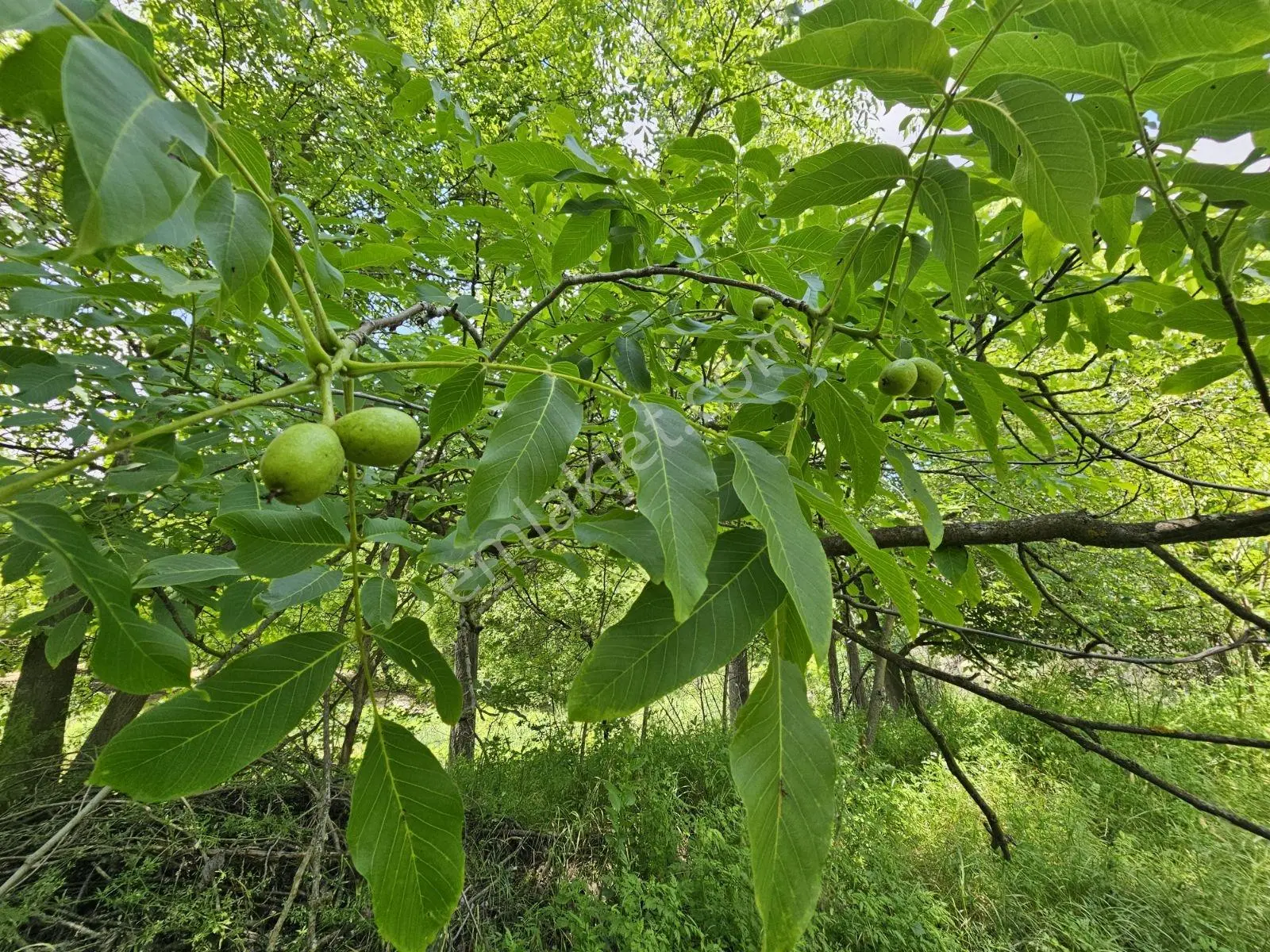 Yıldırım Emlak'Tan Gumuskonakta 1500M2 Sulu Cevızlık Arsa
