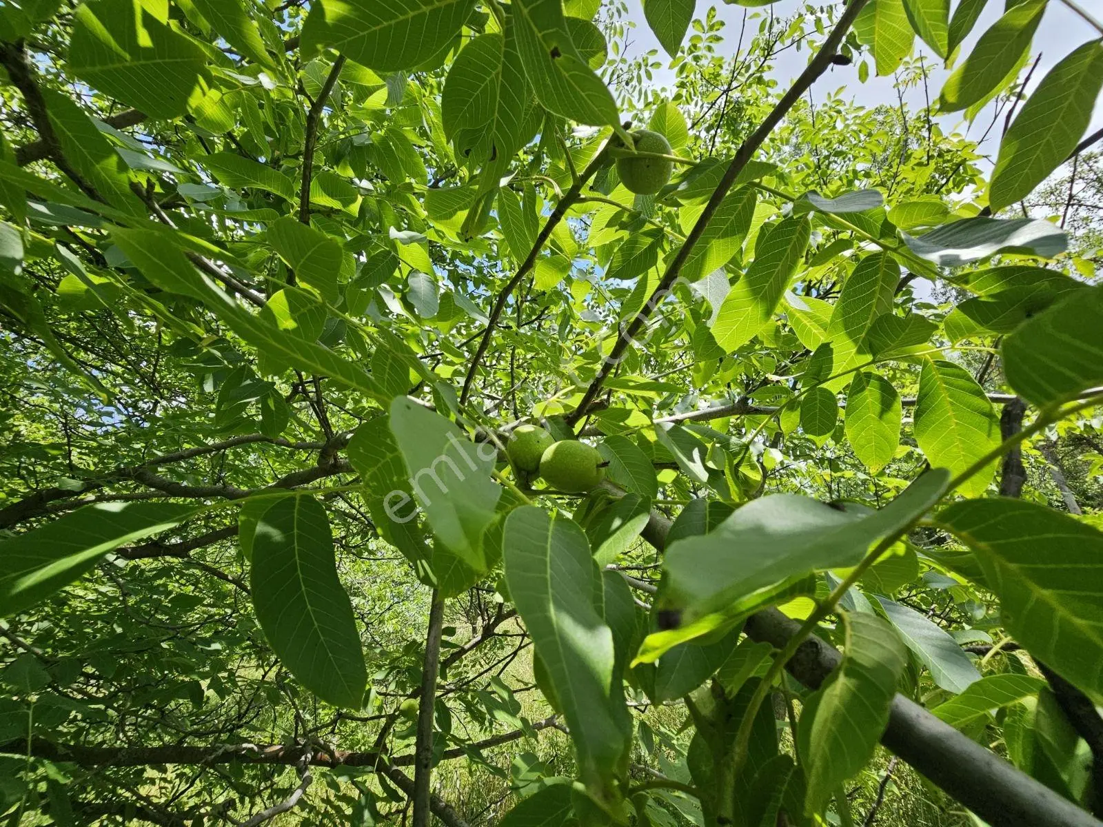 Yıldırım Emlak'tan Gumuskonakta 1500m2 Sulu Cevızlık Arsa — fotoğraf 2