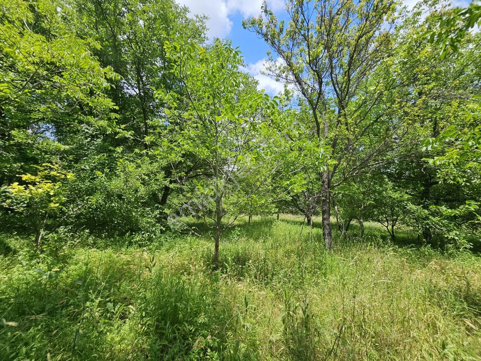 Yıldırım Emlak'tan Gumuskonakta 1500m2 Sulu Cevızlık Arsa — fotoğraf 3