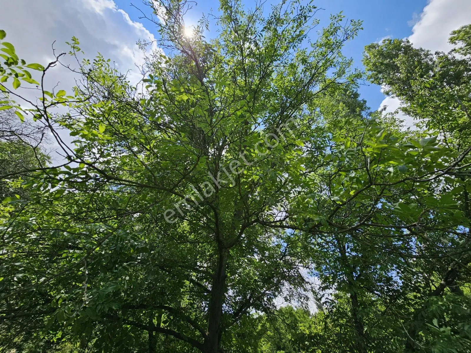 Yıldırım Emlak'tan Gumuskonakta 1500m2 Sulu Cevızlık Arsa — fotoğraf 4