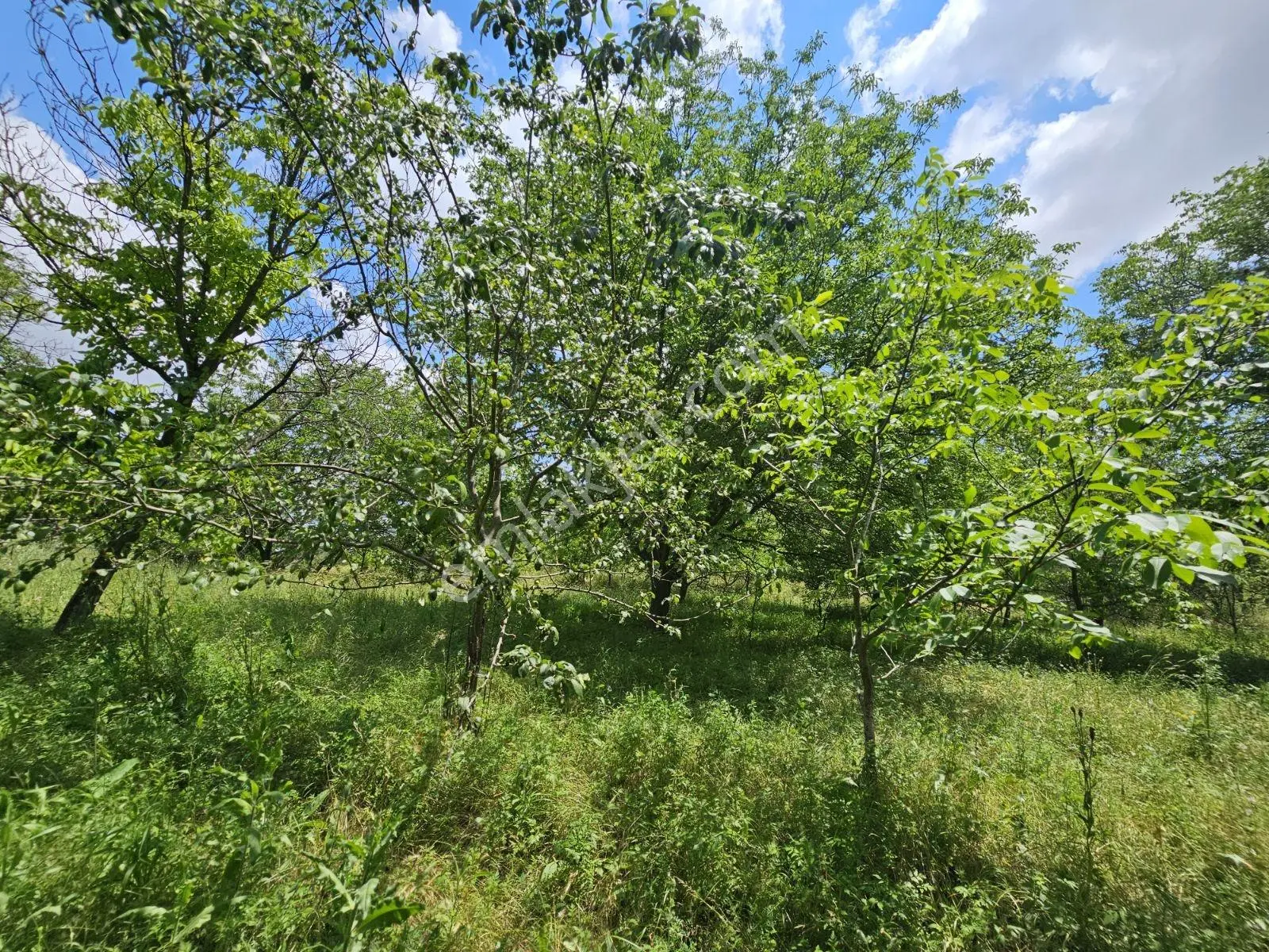 Yıldırım Emlak'tan Gumuskonakta 1500m2 Sulu Cevızlık Arsa — fotoğraf 5