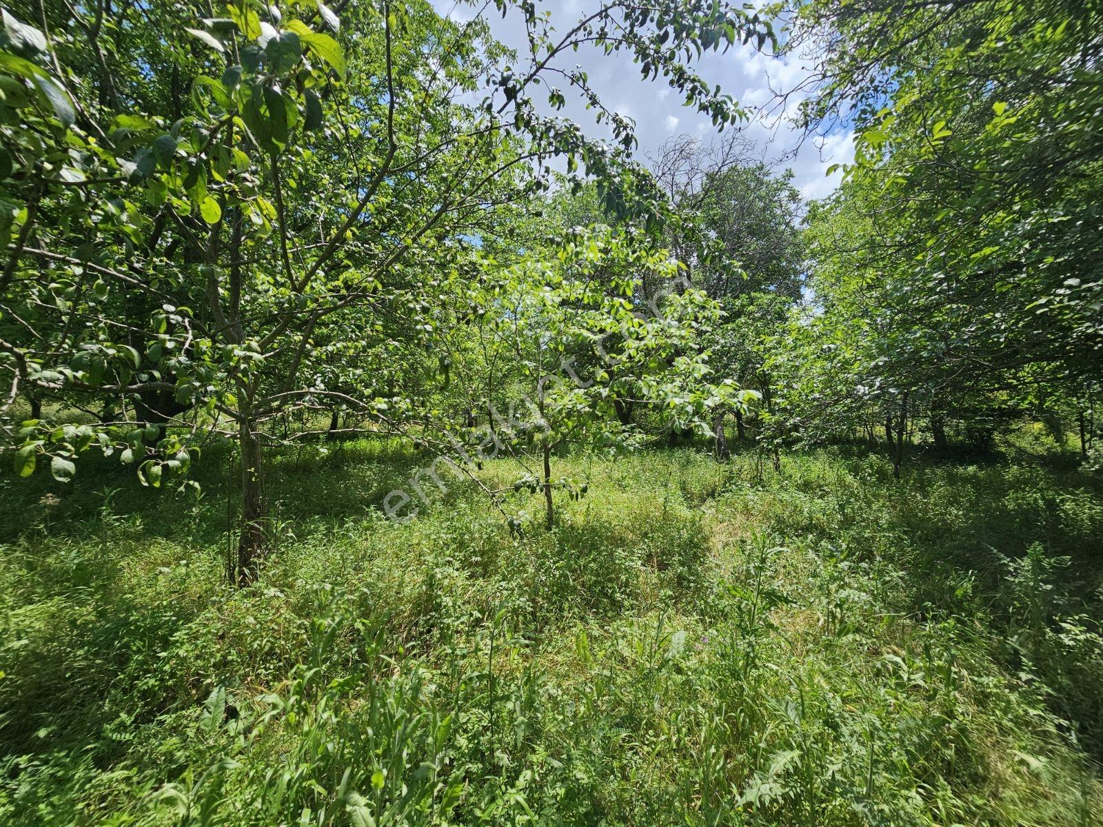 Yıldırım Emlak'tan Gumuskonakta 1500m2 Sulu Cevızlık Arsa — fotoğraf 7