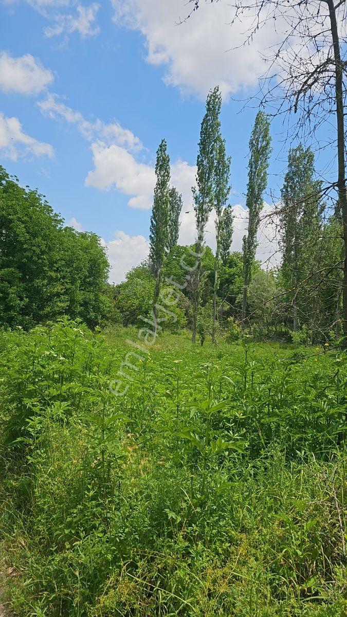Yıldırım Emlak'tan Gumuskonakta 1500m2 Sulu Cevızlık Arsa — fotoğraf 9