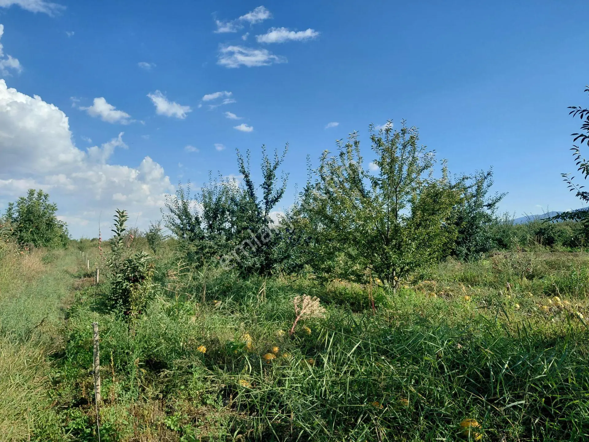 Akşehir Sorkun'da Satılık 8500 M² Meyve Bahçesi — fotoğraf 2