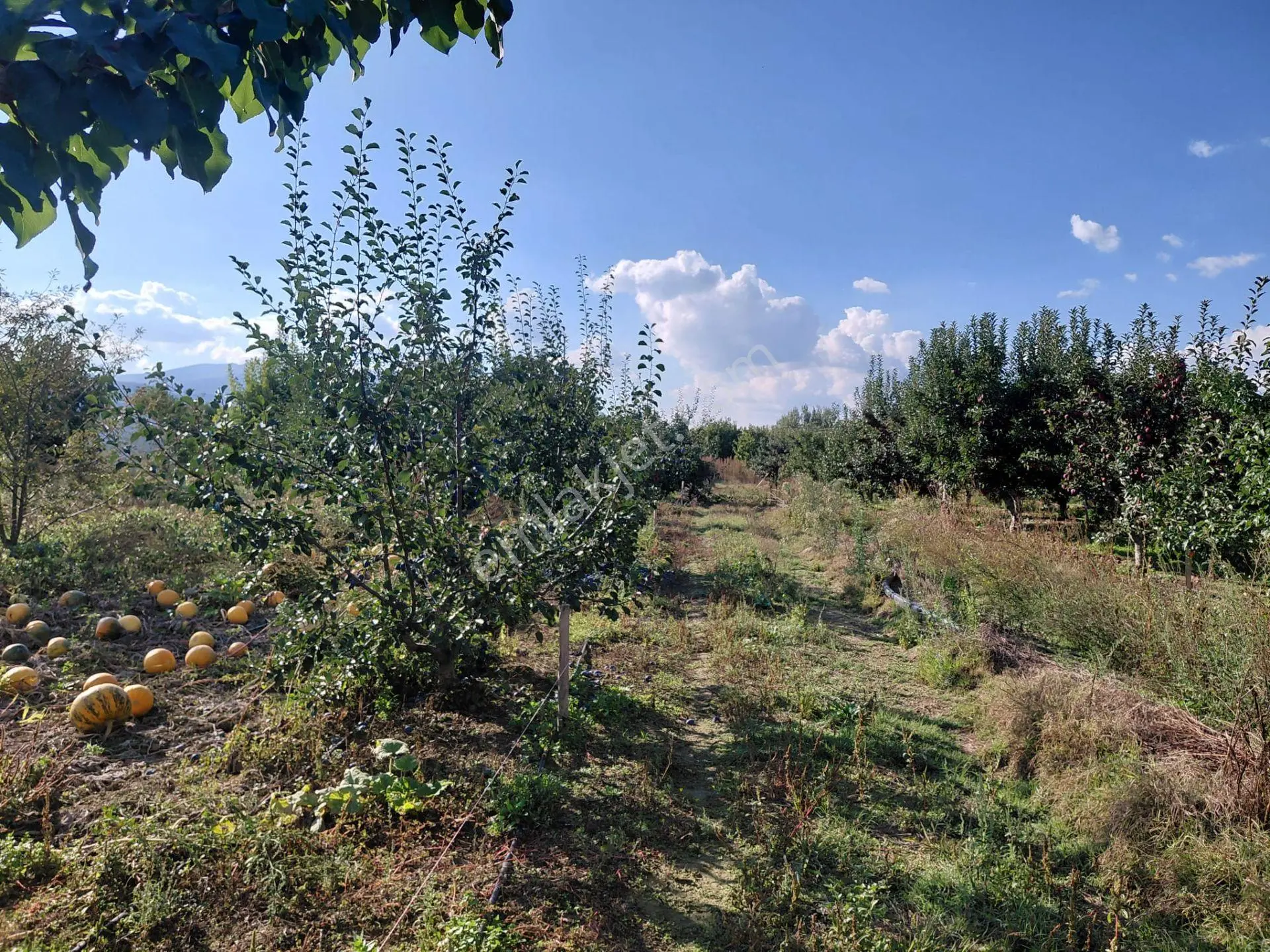 Akşehir Sorkun'da Satılık 8500 M² Meyve Bahçesi — fotoğraf 3