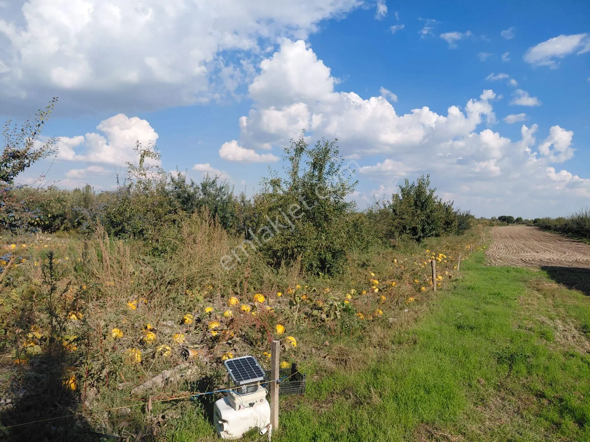 Akşehir Sorkun'da Satılık 8500 M² Meyve Bahçesi — fotoğraf 5