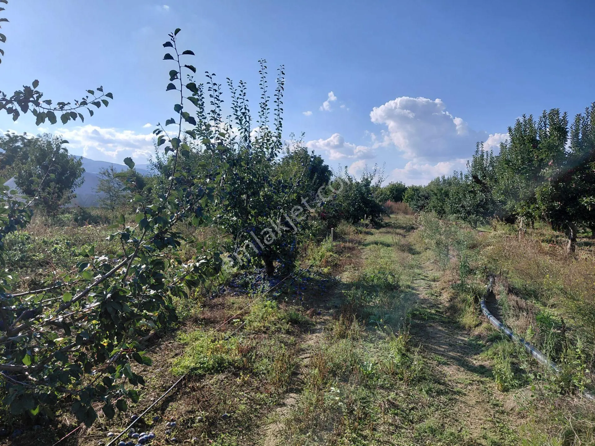 Akşehir Sorkun'da Satılık 8500 M² Meyve Bahçesi — fotoğraf 6