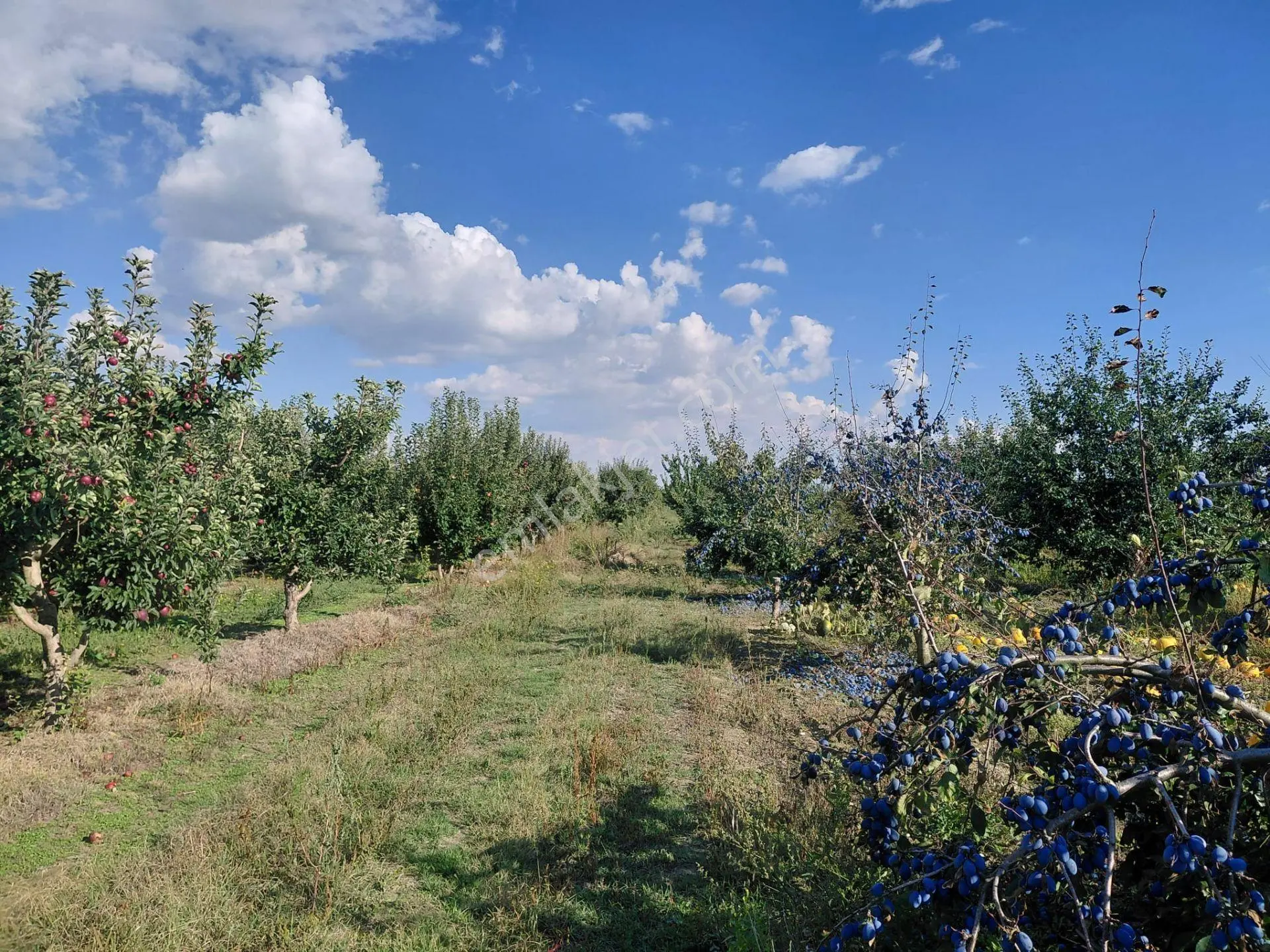 Akşehir Sorkun'da Satılık 8500 M² Meyve Bahçesi — fotoğraf 8