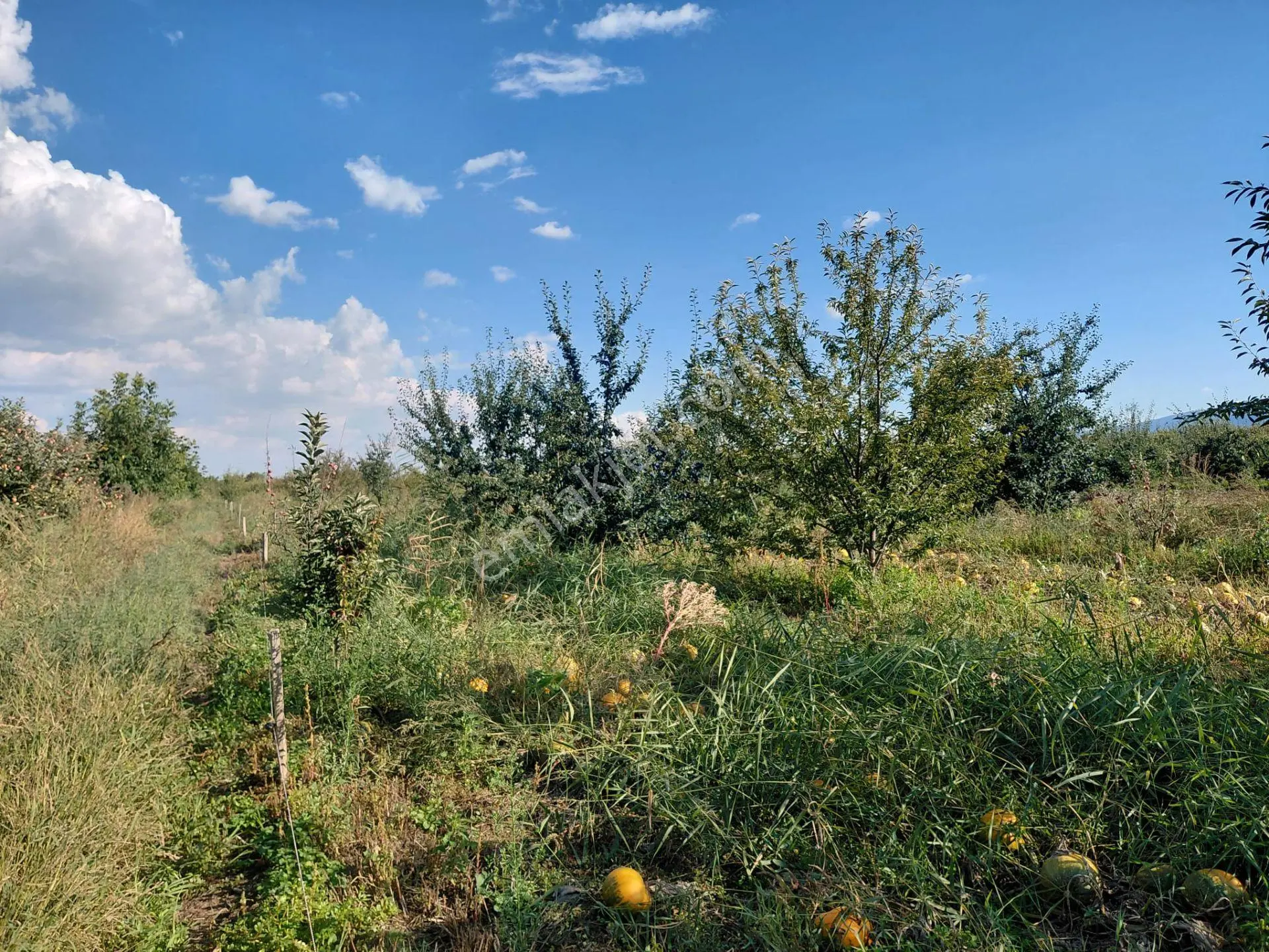 Akşehir Sorkun'da Satılık 8500 M² Meyve Bahçesi — fotoğraf 11