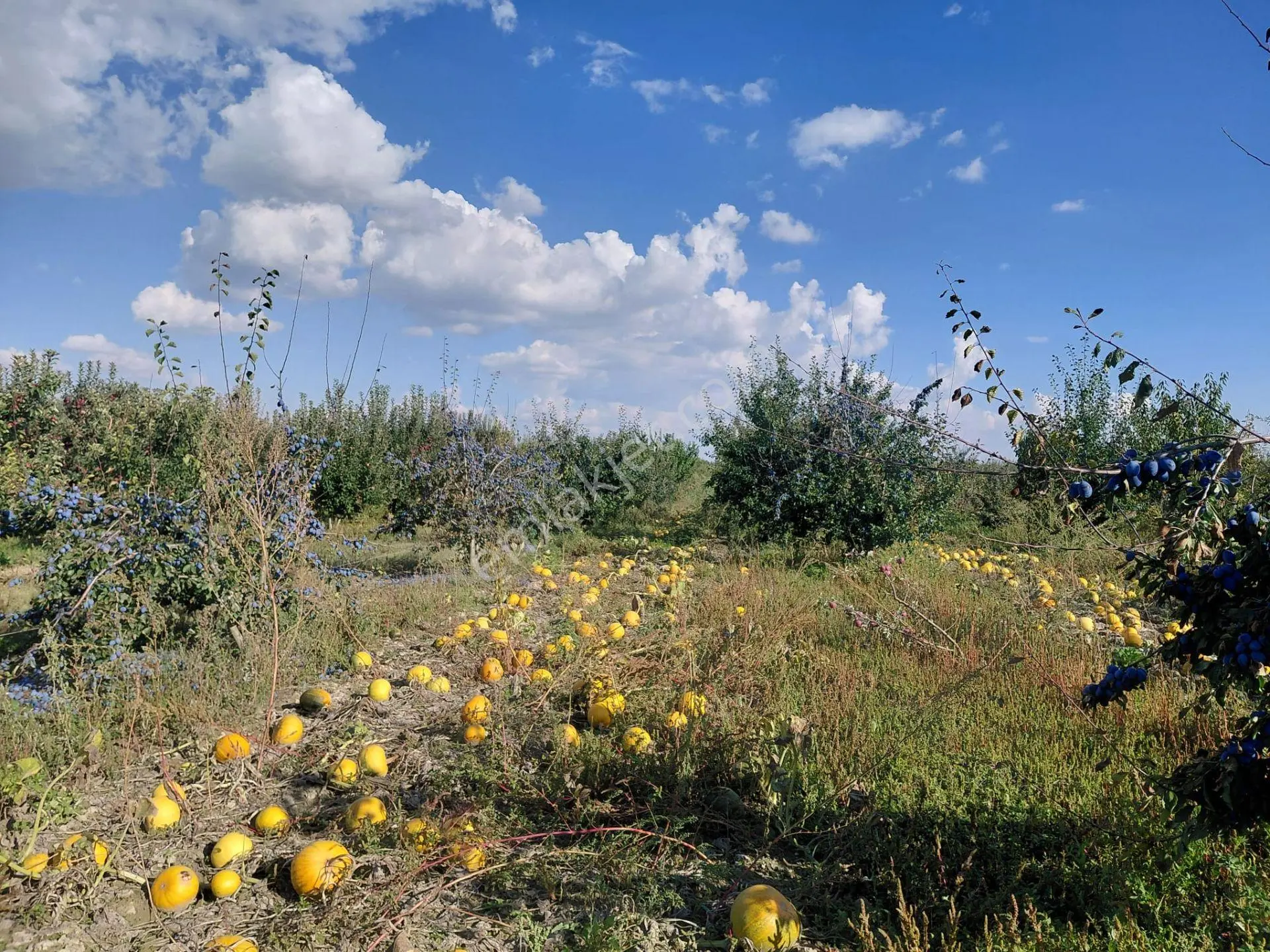 Akşehir Sorkun'da Satılık 8500 M² Meyve Bahçesi — fotoğraf 16