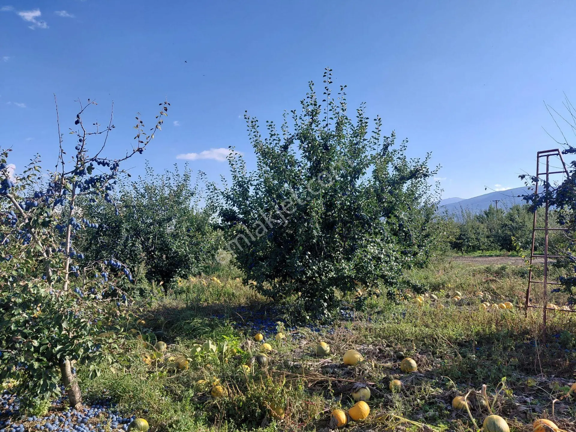 Akşehir Sorkun'da Satılık 8500 M² Meyve Bahçesi — fotoğraf 17