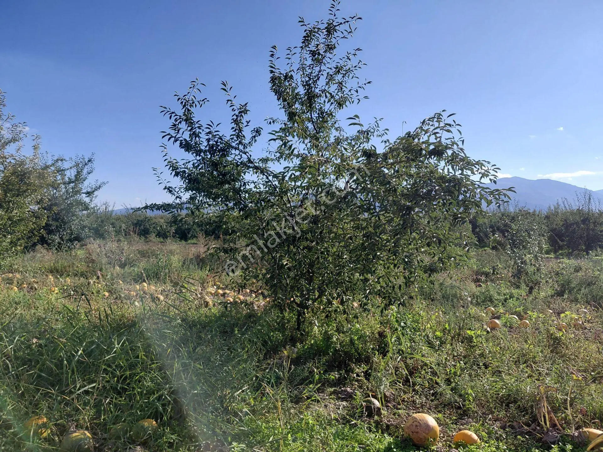 Akşehir Sorkun'da Satılık 8500 M² Meyve Bahçesi — fotoğraf 19