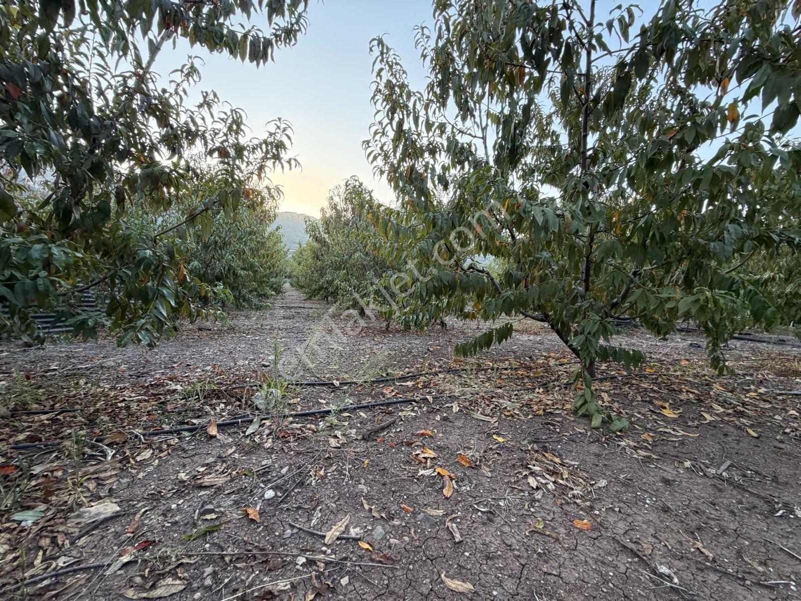 New Form'dan Yenişehir Değirmençay'da Satılık Bahçe — fotoğraf 3