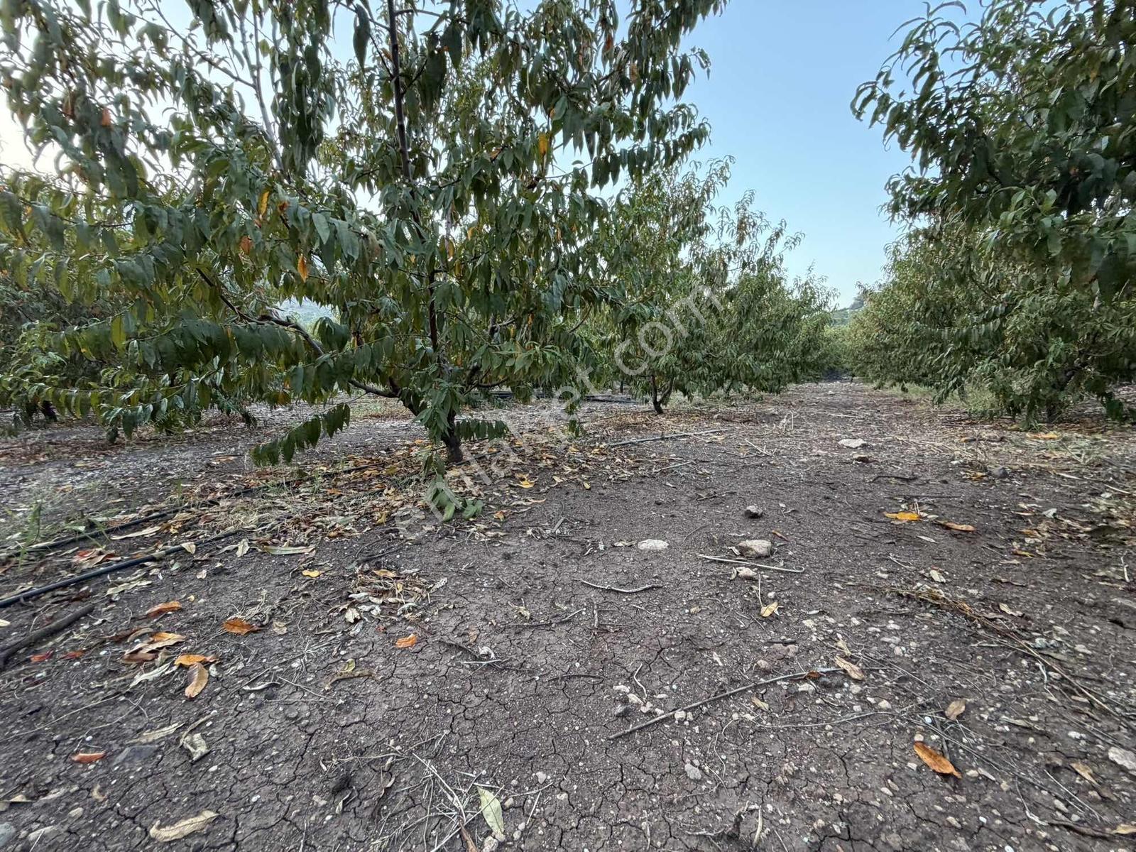 New Form'dan Yenişehir Değirmençay'da Satılık Bahçe — fotoğraf 4