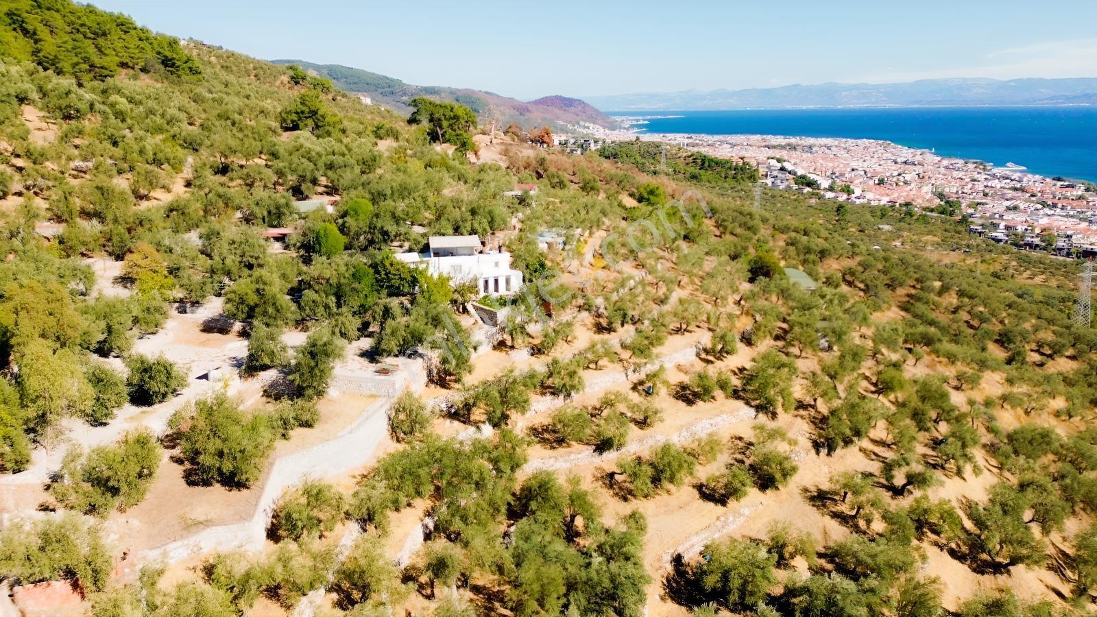 Gfa Gruptan Altınolukta Panoramik Deniz Manzaralı Doğal Alan — fotoğraf 2