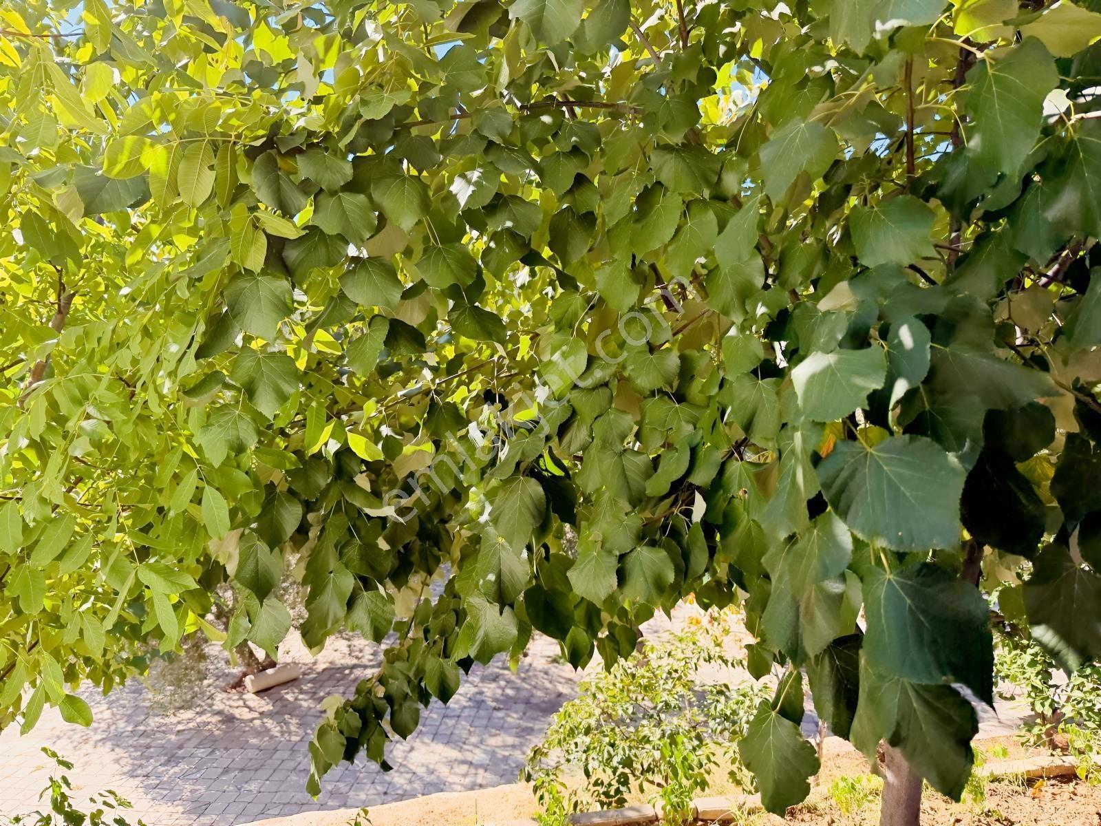 Gfa Gruptan Altınolukta Panoramik Deniz Manzaralı Doğal Alan — fotoğraf 25