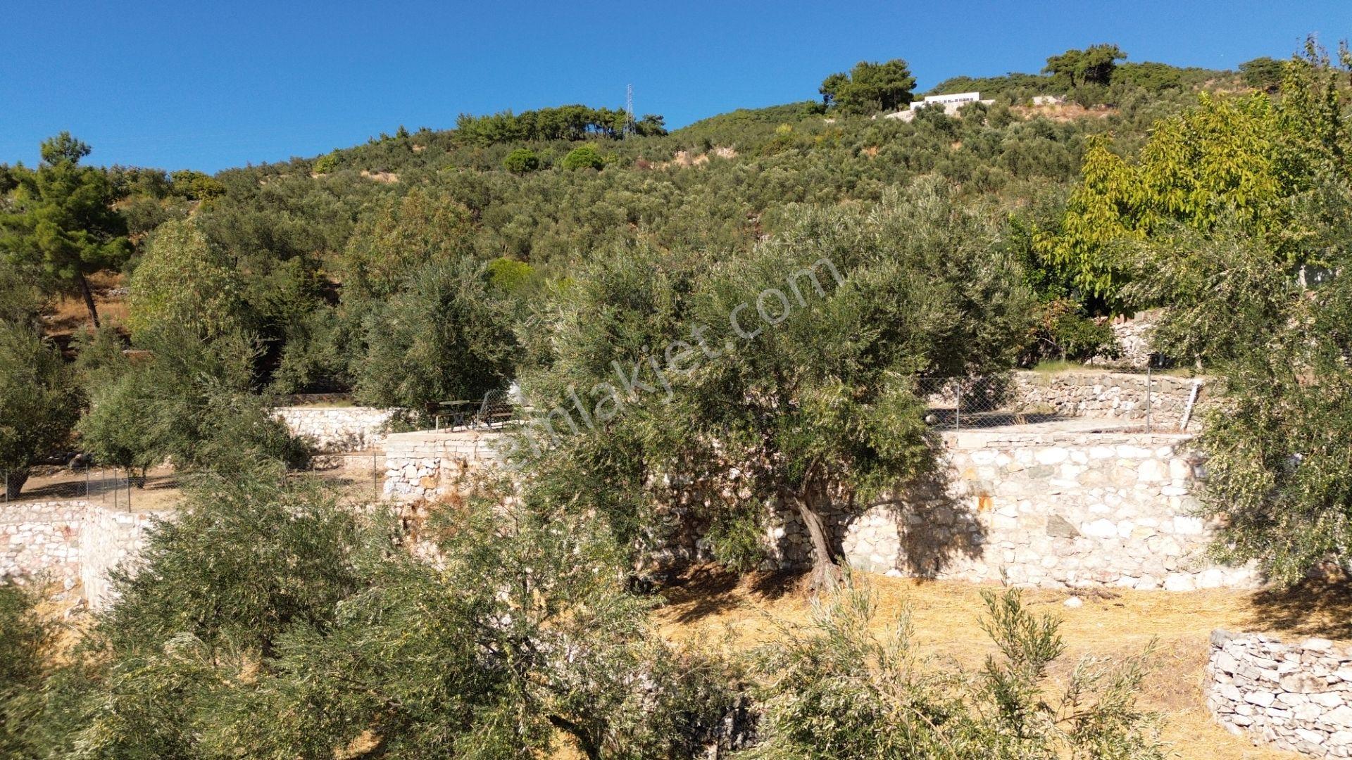Gfa Grup’tan Altınolukta Panoramik Deniz Manzaralı Doğal Ruhsatlı Bahçe — fotoğraf 7