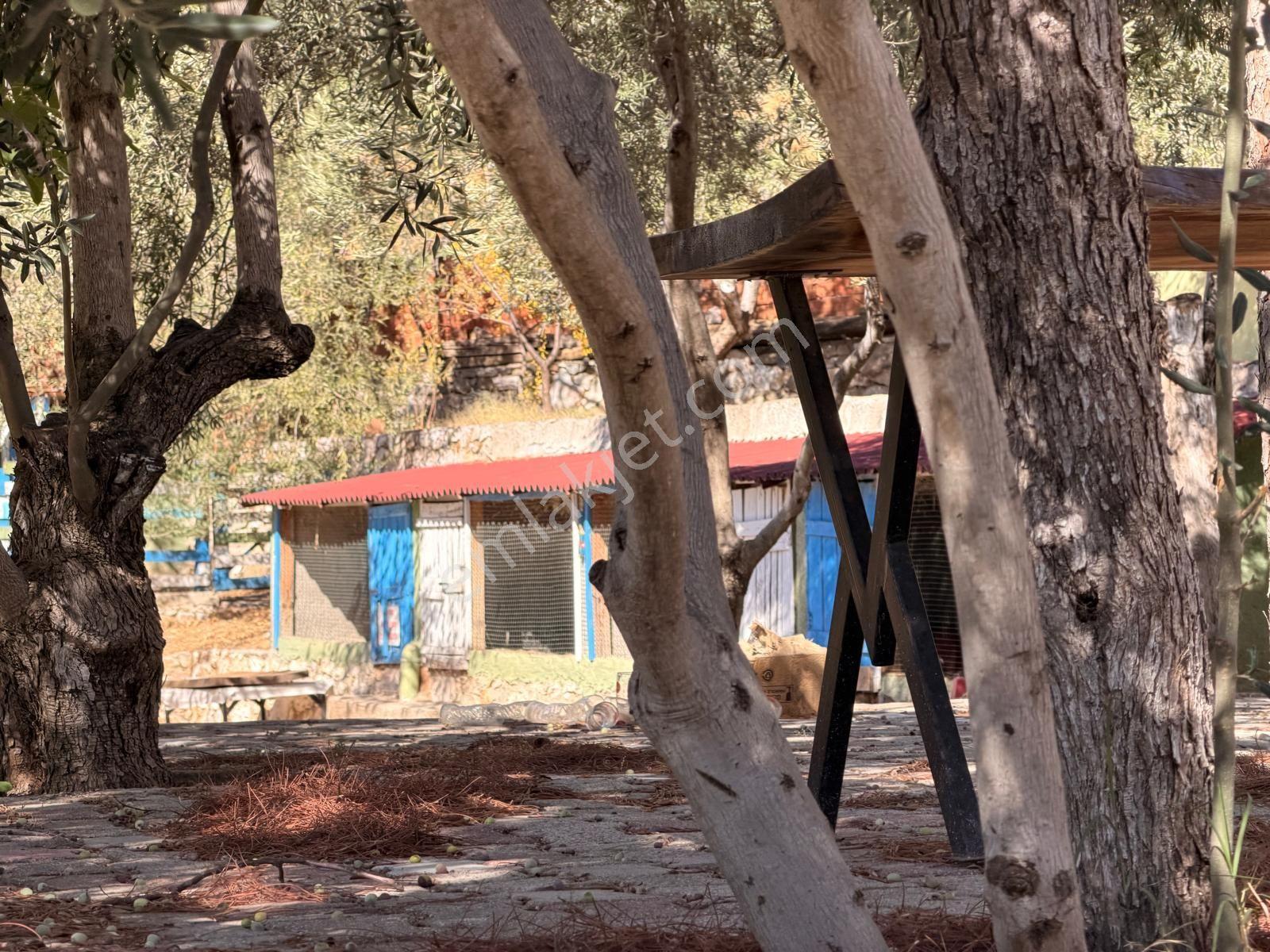 Gfa Grup’tan Altınolukta Panoramik Deniz Manzaralı Doğal Ruhsatlı Bahçe — fotoğraf 14