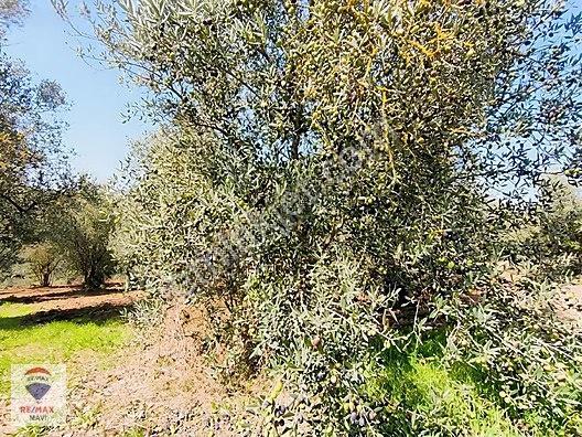 Serdivan Aşağıdereköyde Göl Manzaralı 3.984 M² Yatırımlık Tarla — fotoğraf 13