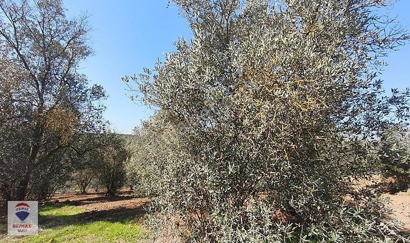 Serdivan Aşağıdereköyde Göl Manzaralı 3.984 M² Yatırımlık Tarla — fotoğraf 16