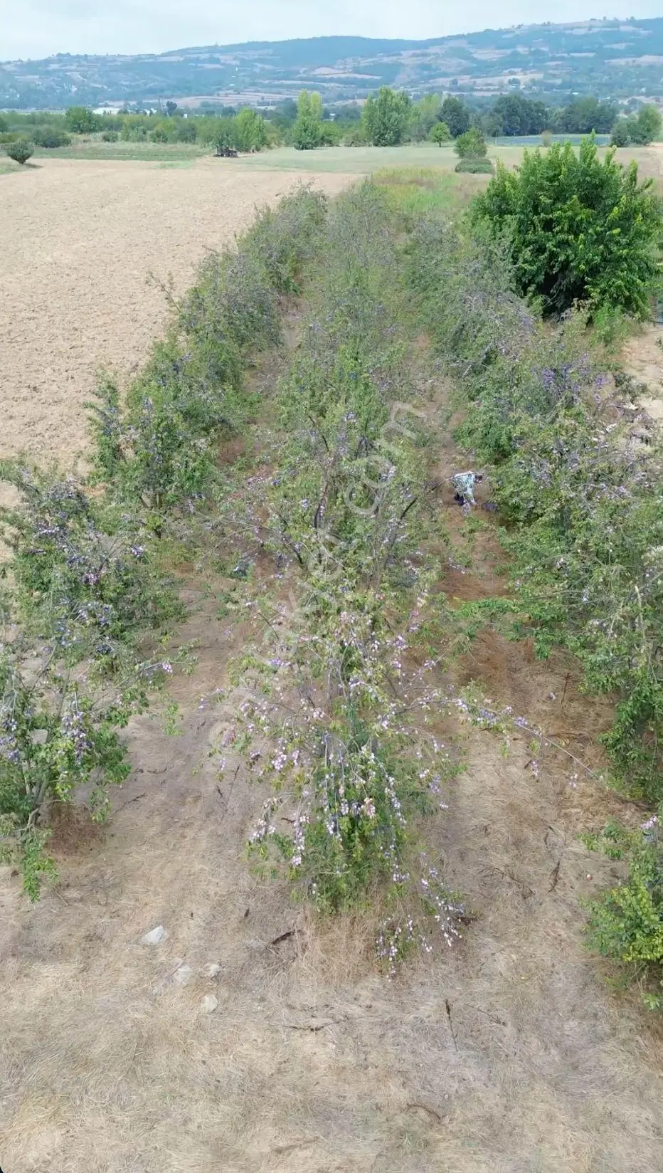 İnegöl’e 7 Km | 90 Yetişkin Erik Ağaçlı 3.300 M² Bahçe — fotoğraf 3
