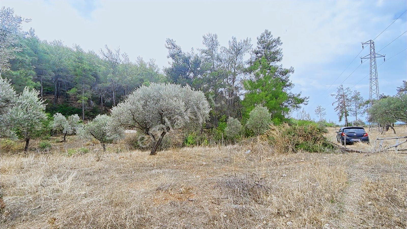 Muğla Milas Gürçamlar Satılık Zeytınlık