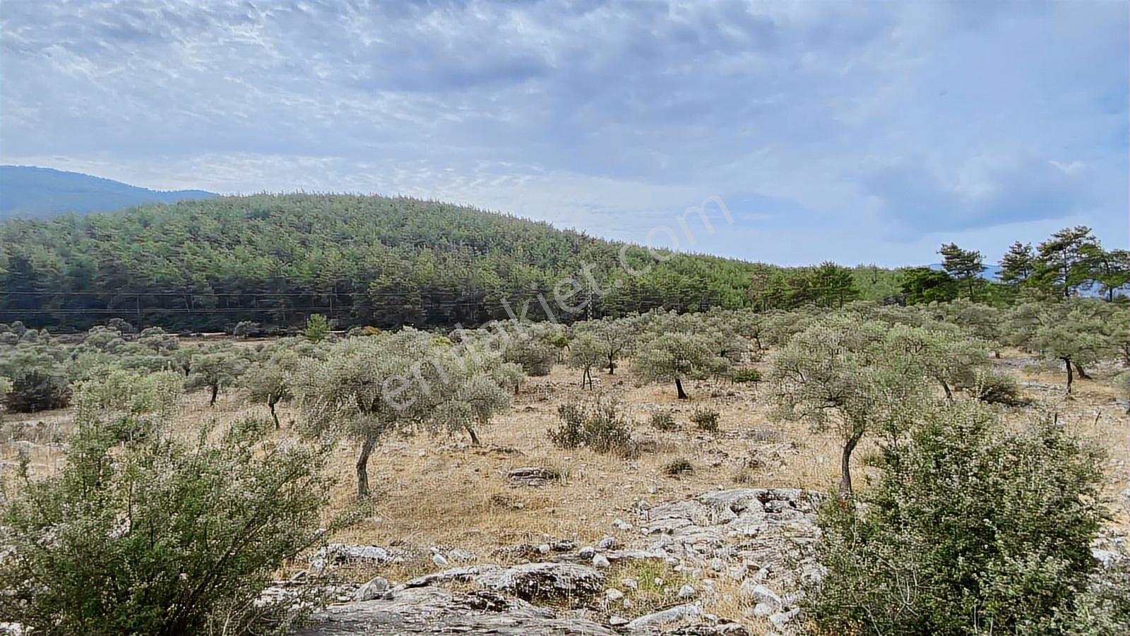 Muğla Milas Gürçamlar Satılık Zeytınlık — fotoğraf 2