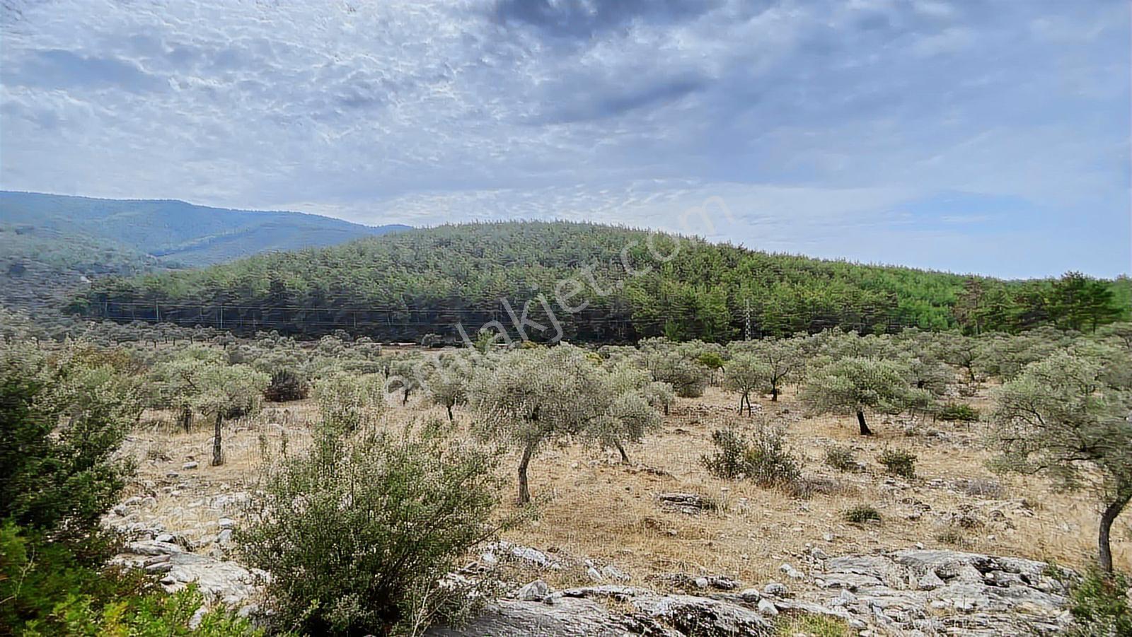 Muğla Milas Gürçamlar Satılık Zeytınlık — fotoğraf 3