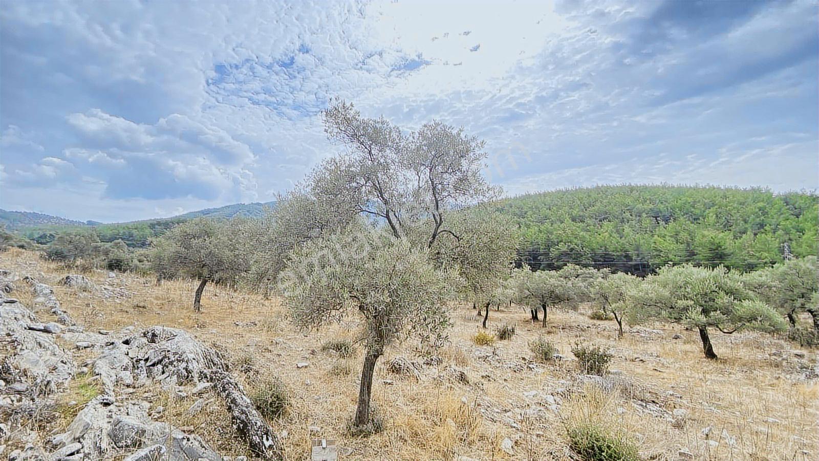 Muğla Milas Gürçamlar Satılık Zeytınlık — fotoğraf 4