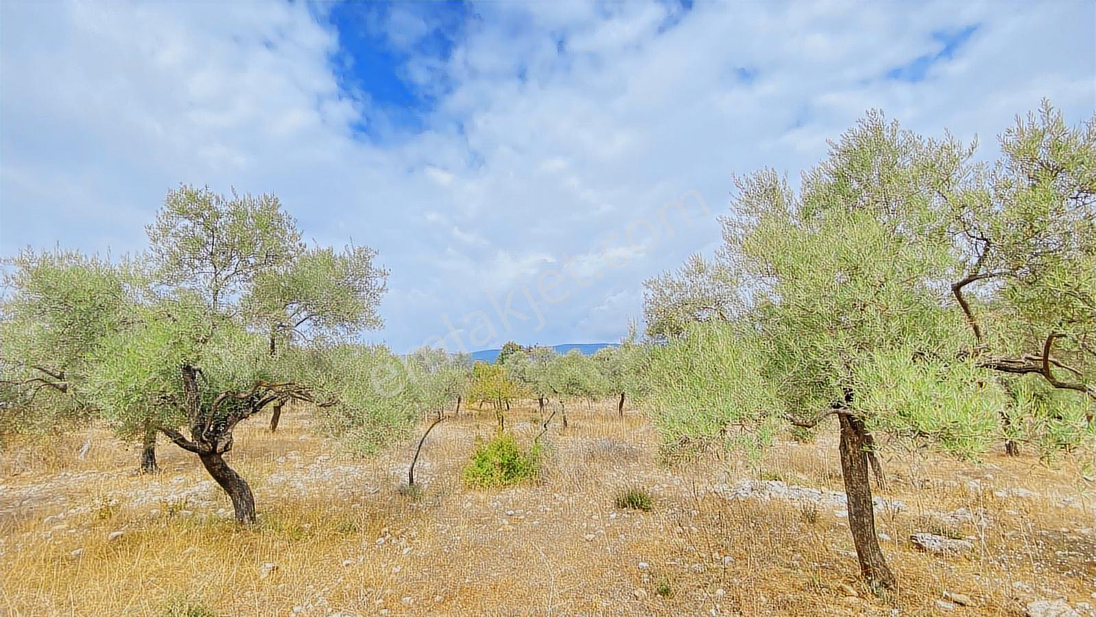 Muğla Milas Gürçamlar Satılık Zeytınlık — fotoğraf 5