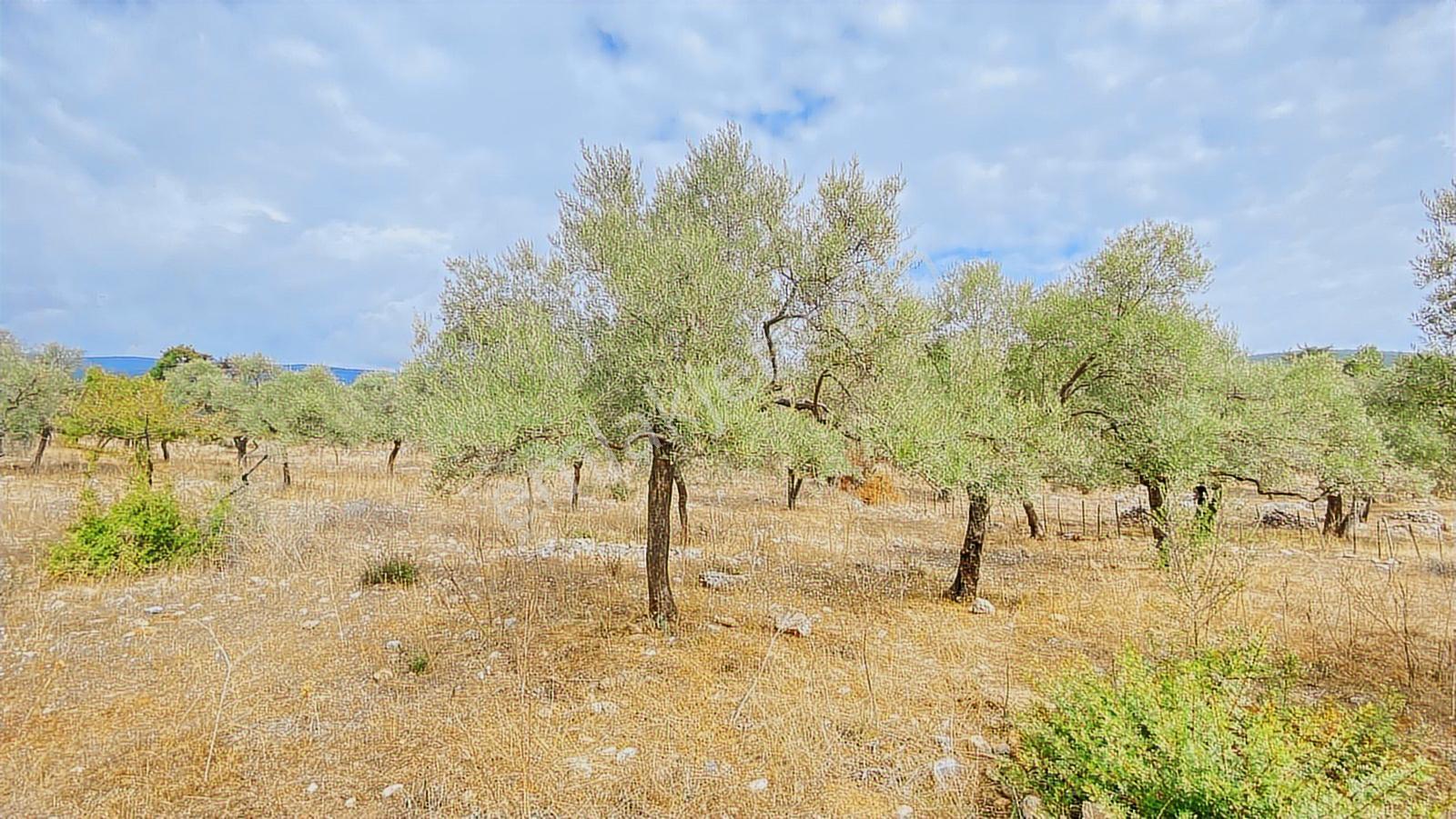 Muğla Milas Gürçamlar Satılık Zeytınlık — fotoğraf 6