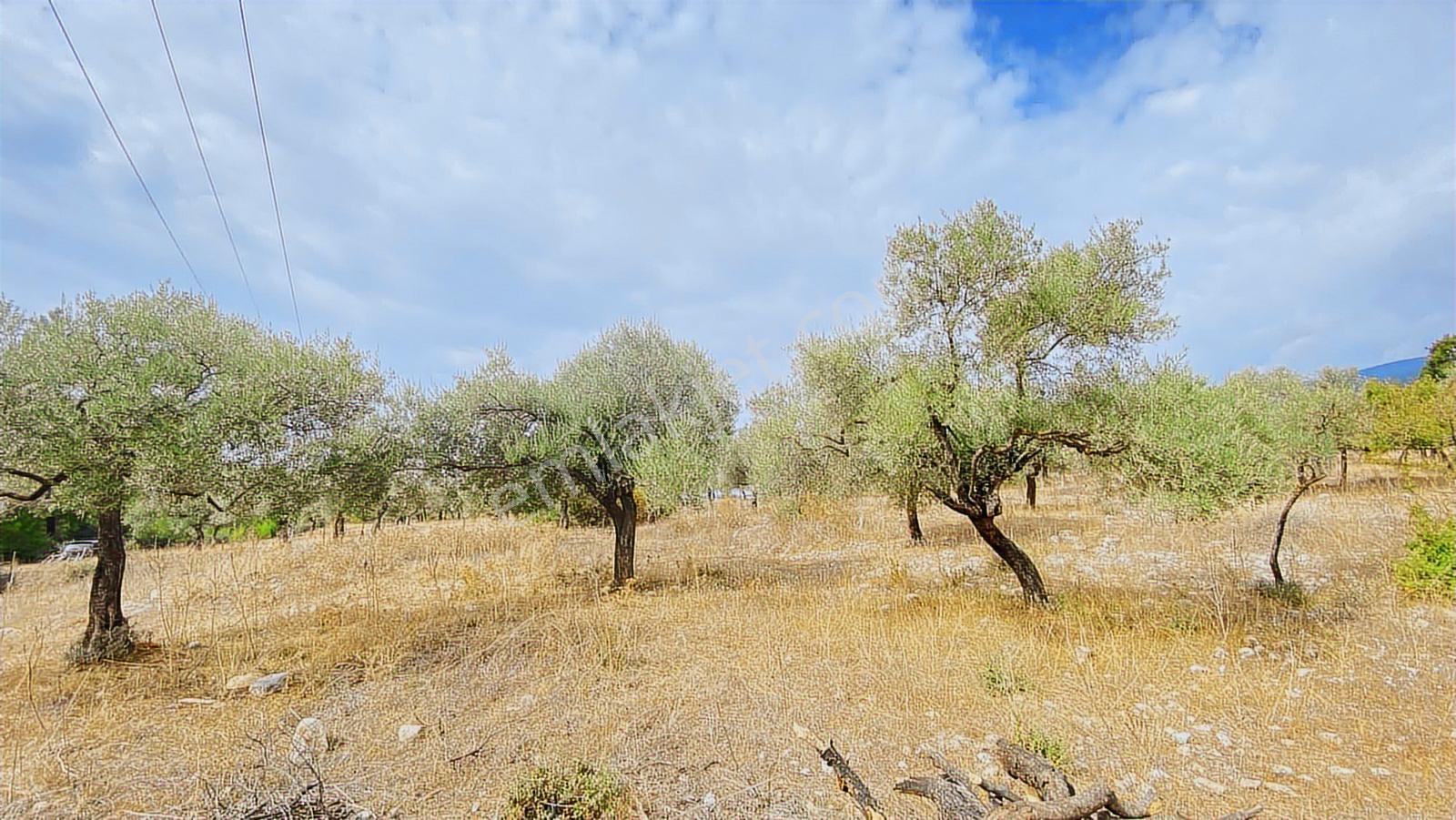 Muğla Milas Gürçamlar Satılık Zeytınlık — fotoğraf 7
