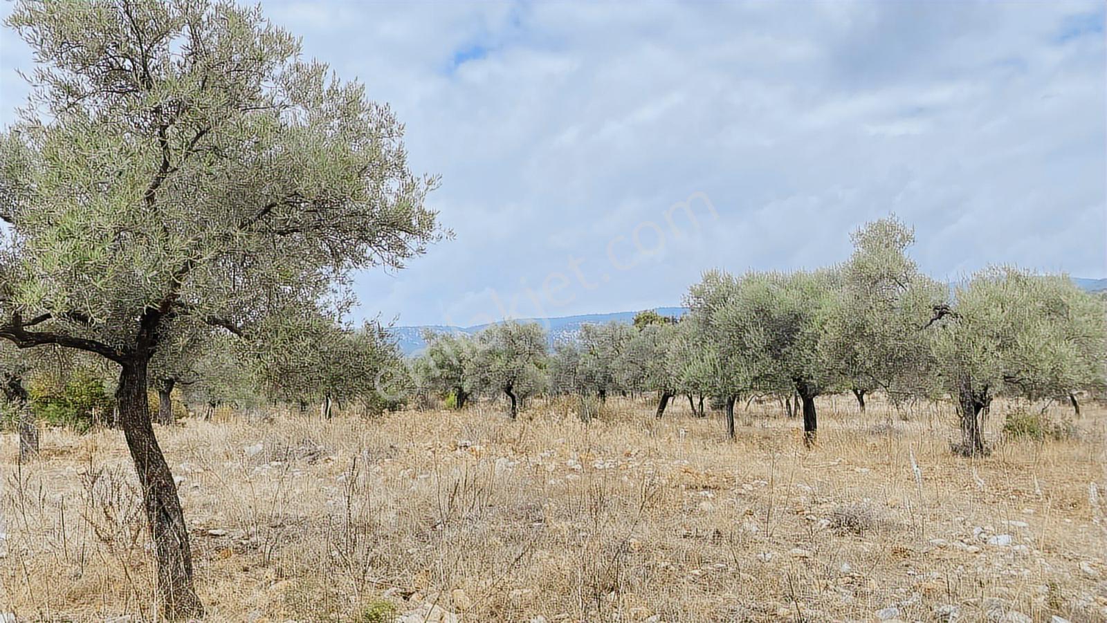Muğla Milas Gürçamlar Satılık Zeytınlık — fotoğraf 9