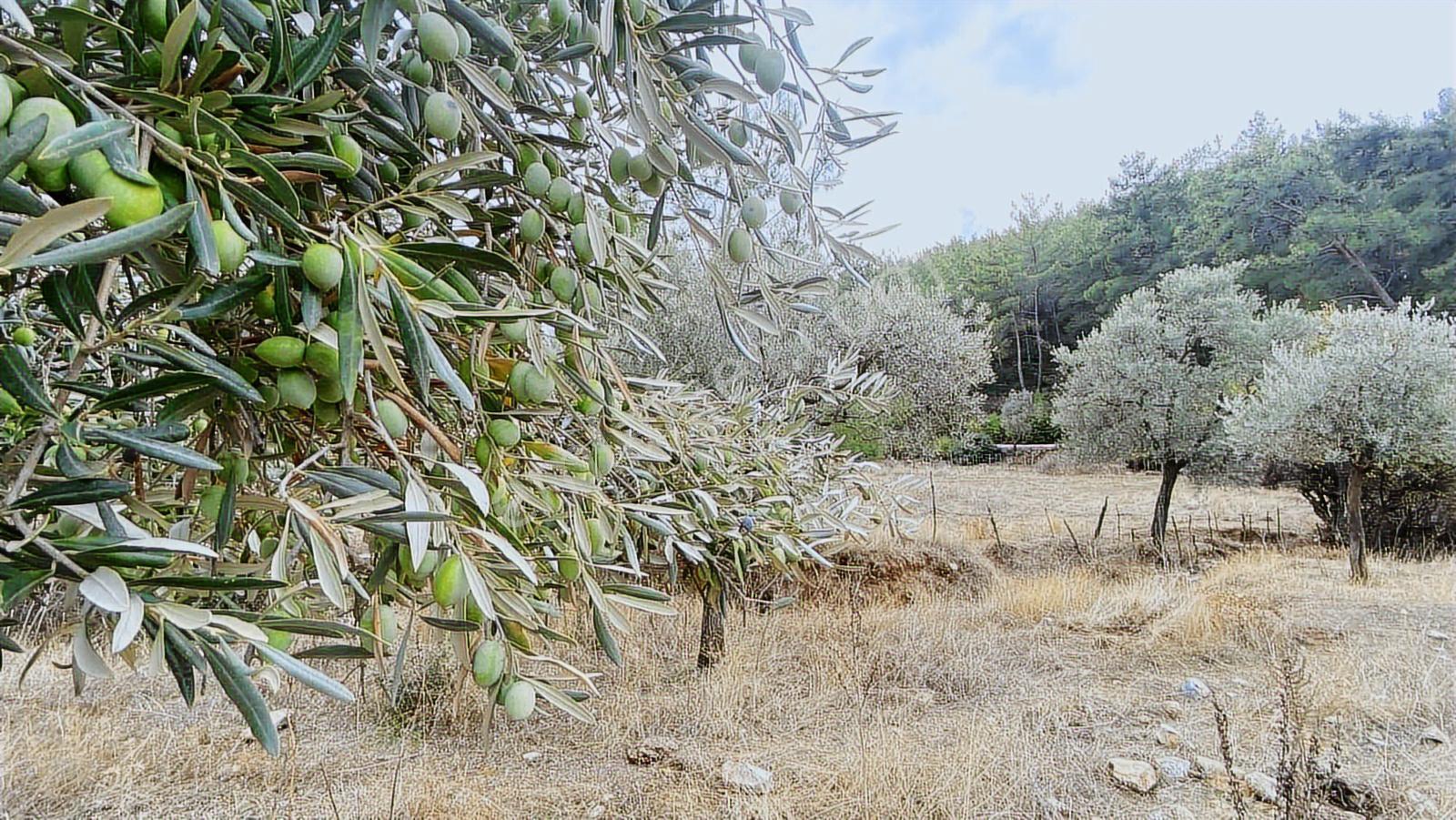Muğla Milas Gürçamlar Satılık Zeytınlık — fotoğraf 10
